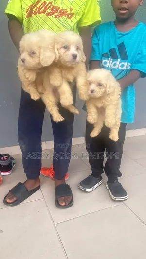 1-3 months Male Purebred Lhasa Apso