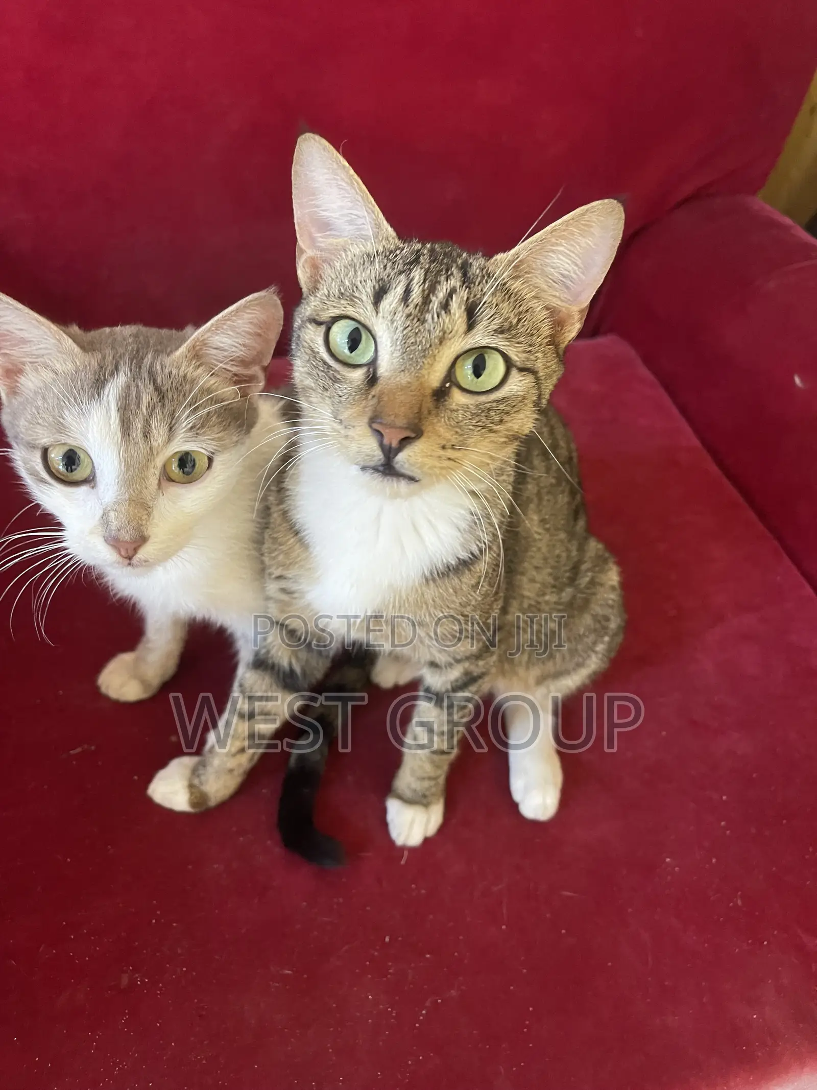 3-6 months Male Mixed Breed Persian