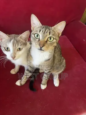 3-6 months Male Mixed Breed Persian