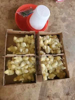 Livestocks