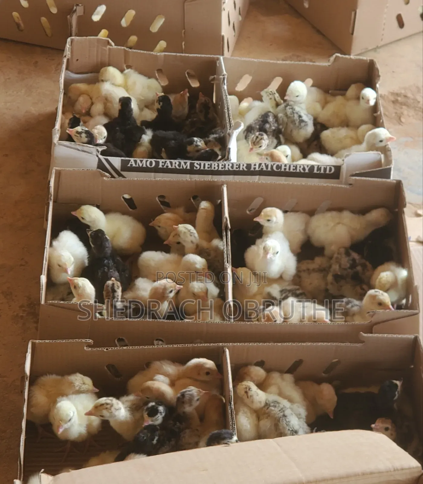 Livestocks