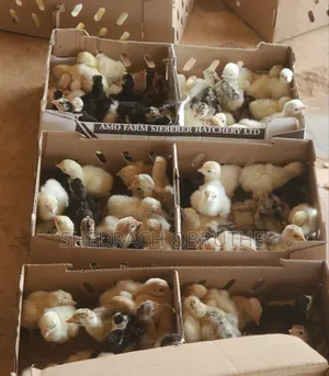 Livestocks