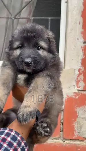 1-3 months Female Purebred Caucasian Shepherd