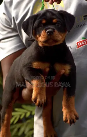 1-3 months Female Purebred Rottweiler