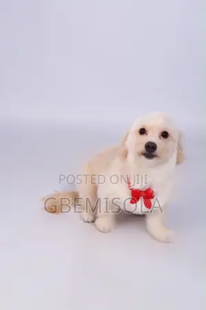 1+ year Female Purebred Lhasa Apso