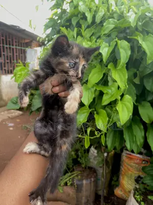 0-1 month Female Purebred American Shorthair