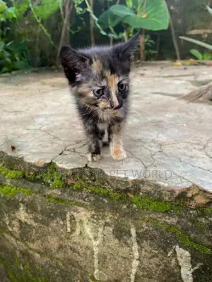 0-1 month Female Purebred American Shorthair