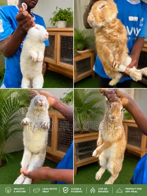 Healthy, Farm-Raised Mature Rabbits – Live or Smoked Available