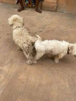 1+ year Male Purebred Lhasa Apso