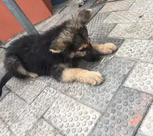 3-6 months Male Purebred German Shepherd
