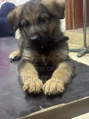 0-1 month Male Purebred German Shepherd
