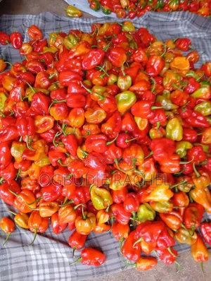 Habanero Peppers