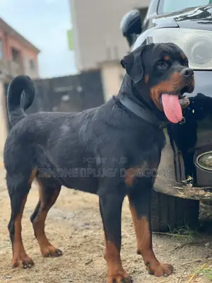 1+ year Male Purebred Rottweiler