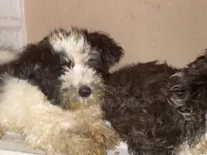 1-3 months Female Purebred Lhasa Apso