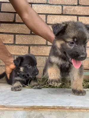 1-3 months Male Purebred German Shepherd