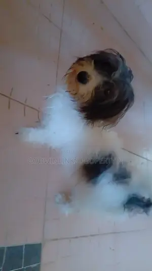 1+ year Female Purebred Lhasa Apso