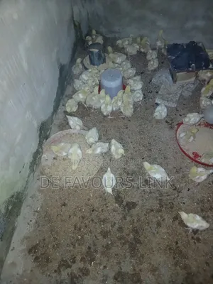 Fish and Chicken