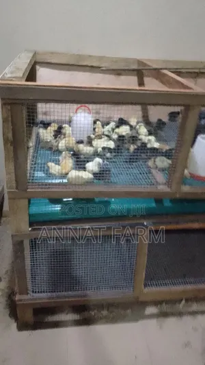 Day Old Noilers and Brahama
