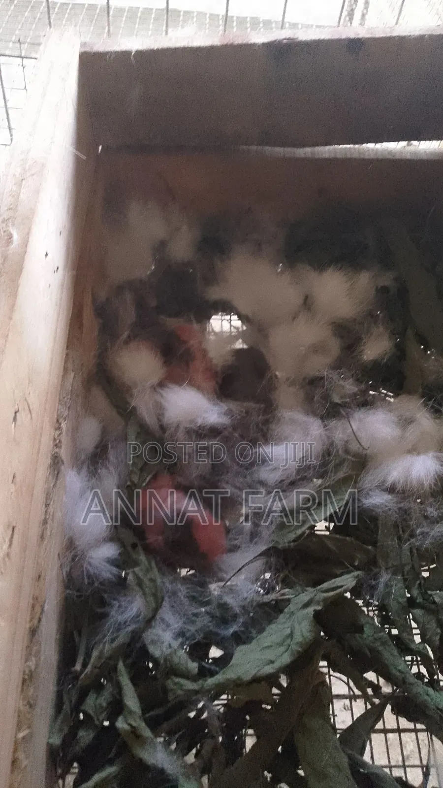 Day Old Noilers and Brahama