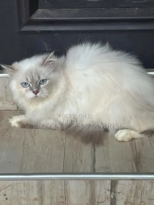 1+ year Female Purebred Persian