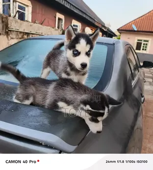 1-3 months Male Purebred Siberian Husky