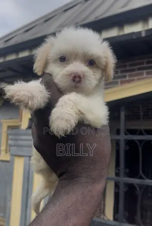 1-3 months Male Purebred Lhasa Apso