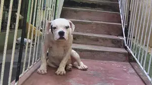 3-6 months Male Purebred American Bulldog