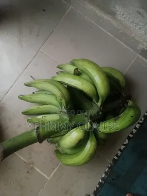 Elephant Giant Plantain Sucker