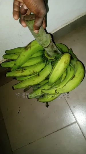 Elephant Giant Plantain Sucker