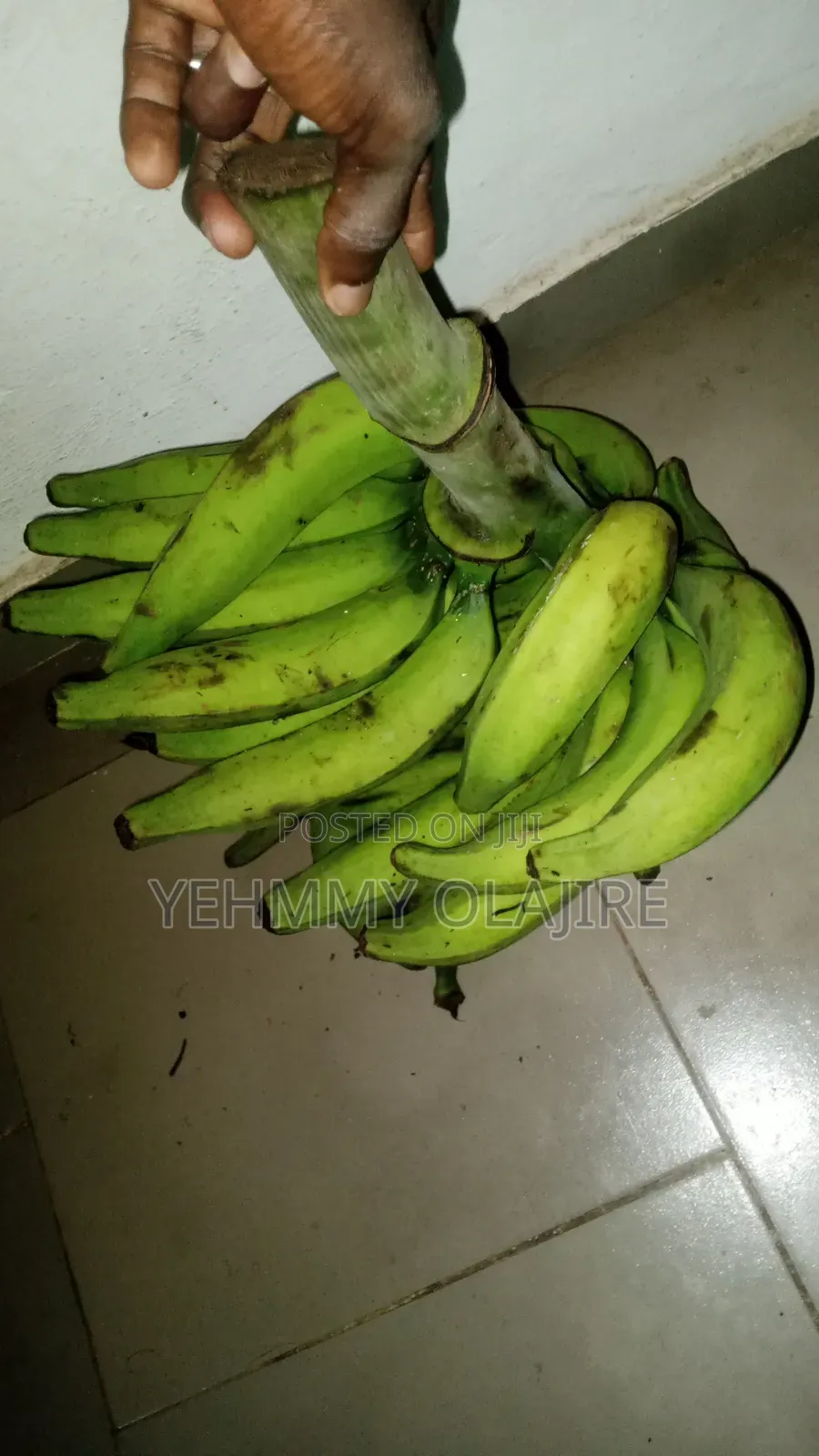 Elephant Giant Plantain Sucker