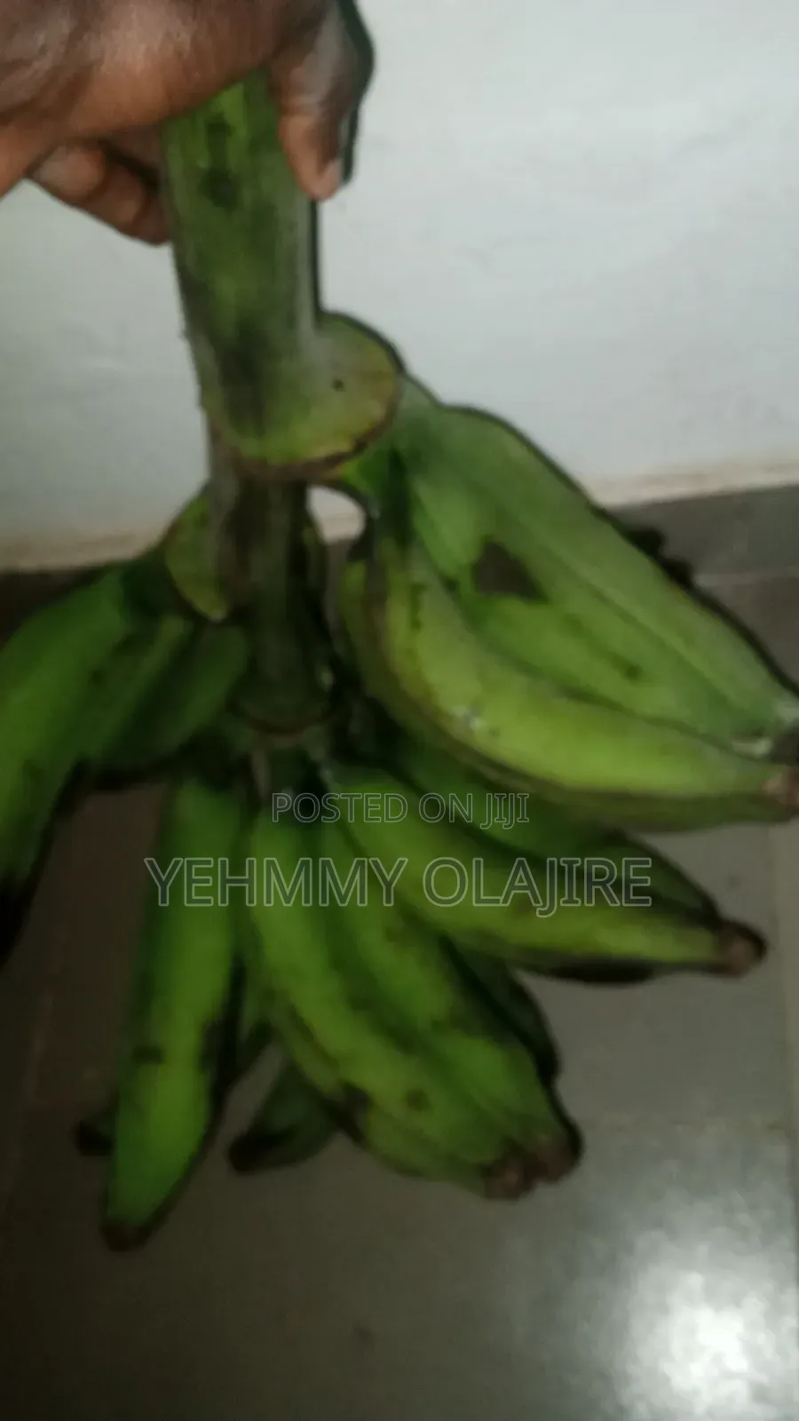 Elephant Giant Plantain Sucker