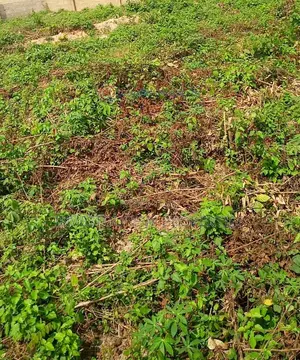 900sqm Prime Residential Land | Fountain Springville Estate, Sangotedo