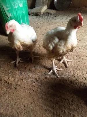 Healthy Broiler Chickens