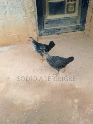 Fulani Breed Folw