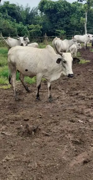 Healthy Live Cow