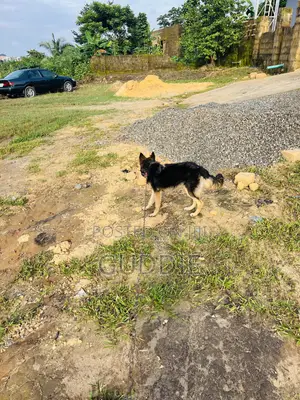 6-12 months Male Purebred German Shepherd