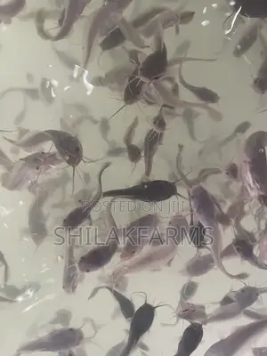 Juvenile for Sell