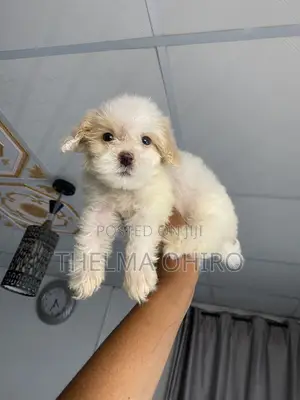 1-3 months Male Purebred Lhasa Apso