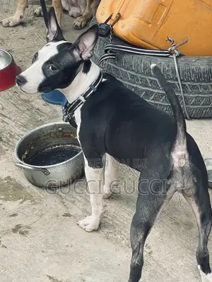 6-12 months Female Purebred American Pit Bull Terrier