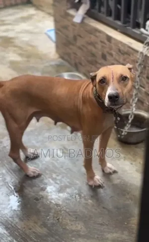 1+ year Female Purebred American Pit Bull Terrier