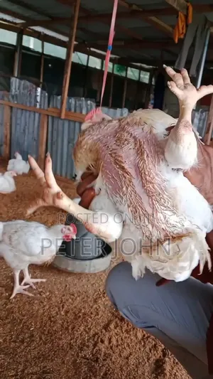Well-Vaccinated Broiler Chickens – Ready for Sale