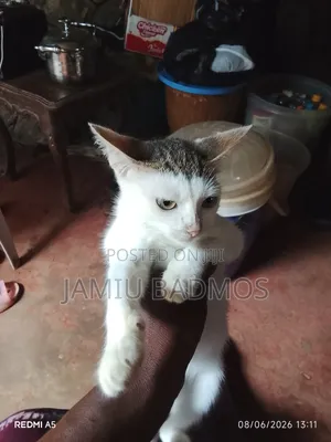 1-3 months Female Purebred American Shorthair