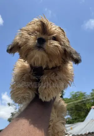 1-3 months Female Purebred Lhasa Apso