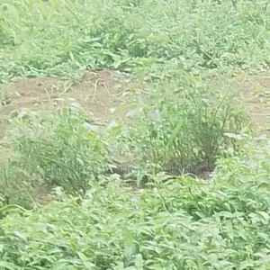 Plots of Land Available