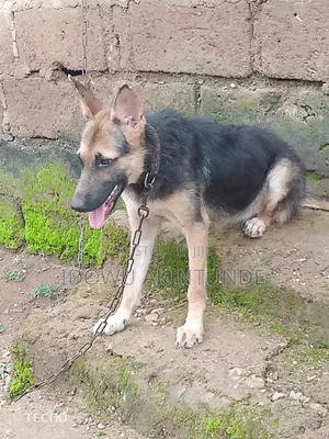 3-6 months Female Purebred German Shepherd