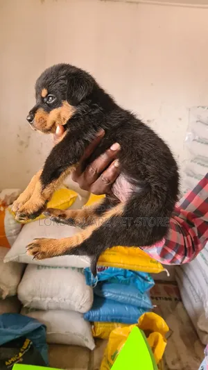0-1 month Female Purebred Rottweiler