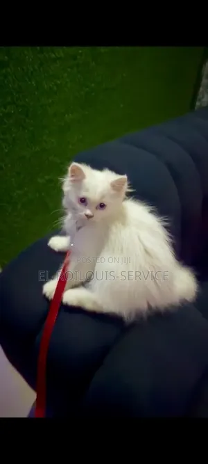 1-3 months Male Purebred Persian