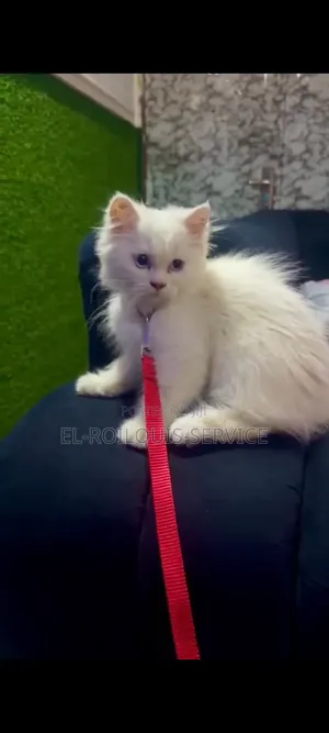 1-3 months Male Purebred Persian