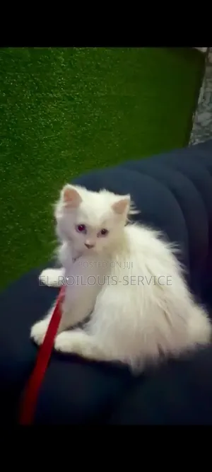 1-3 months Male Purebred Persian
