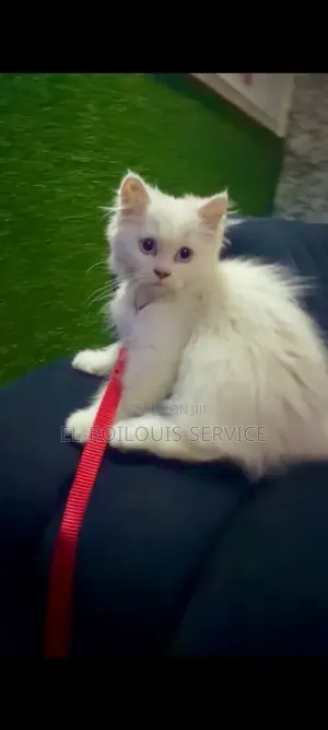 1-3 months Male Purebred Persian